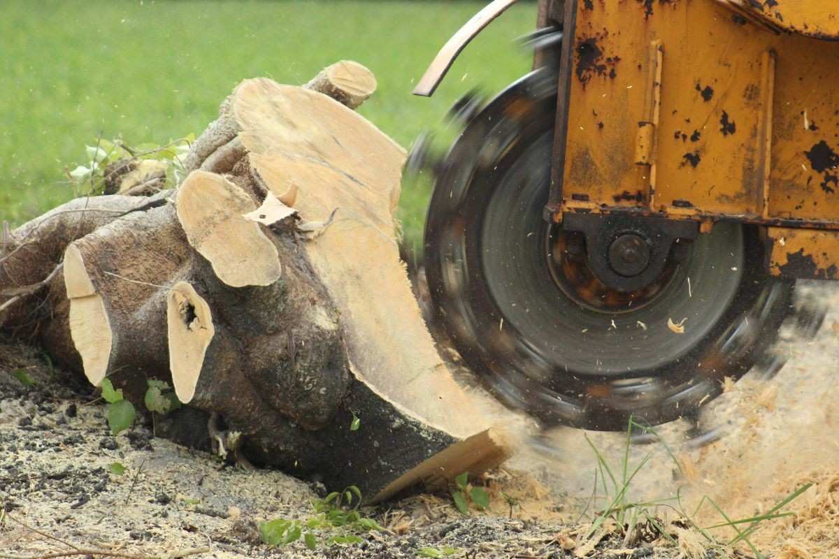 stump grinding near me