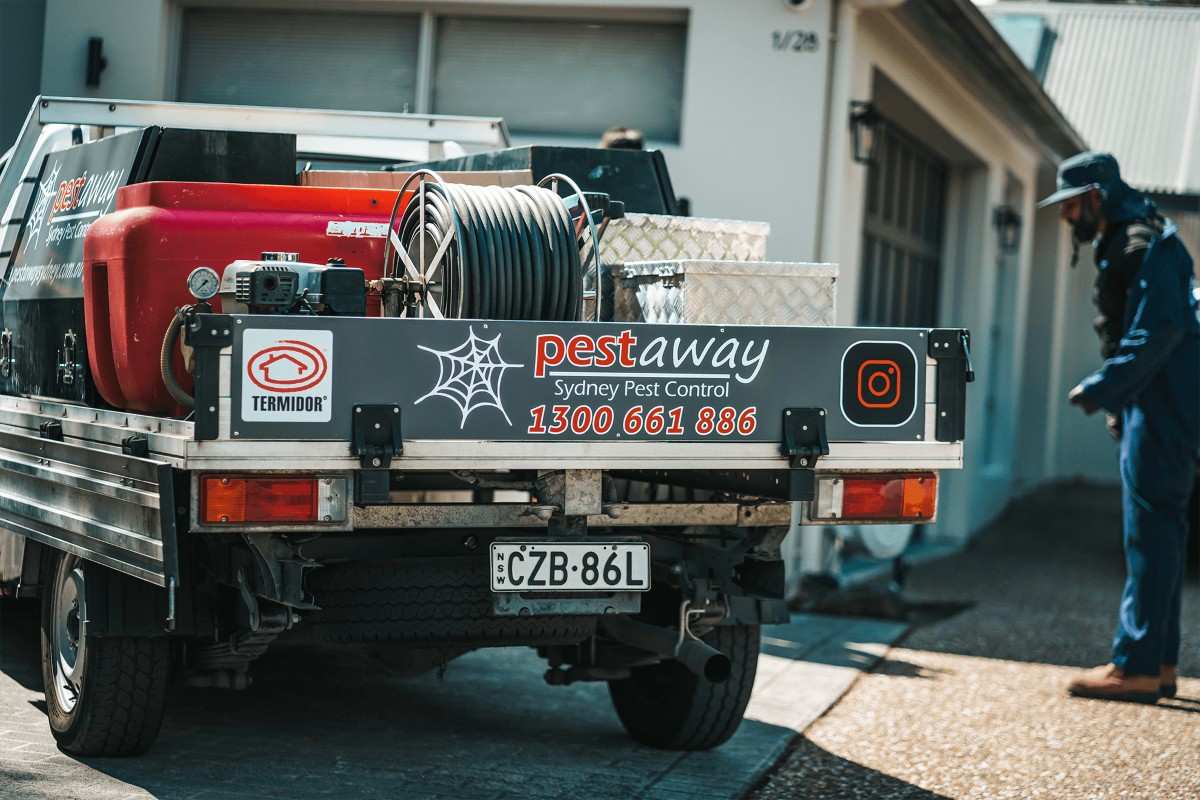 pest control termite