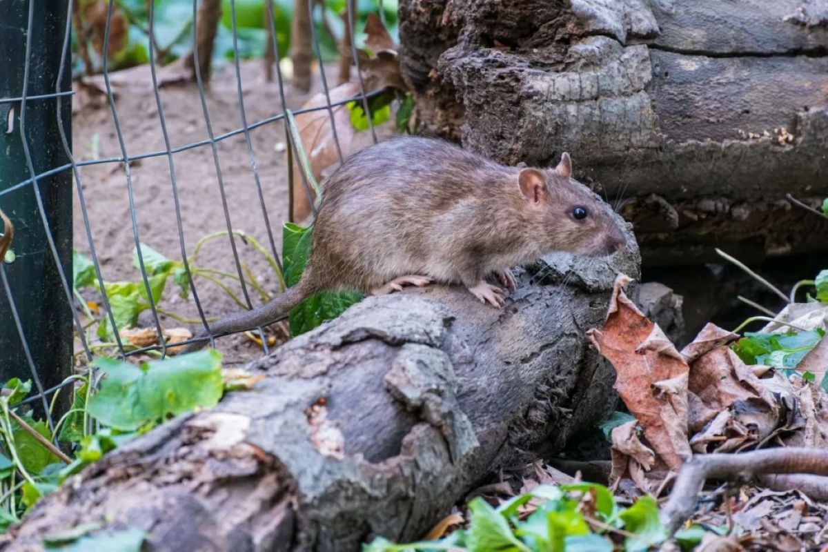 mouse removal sydney