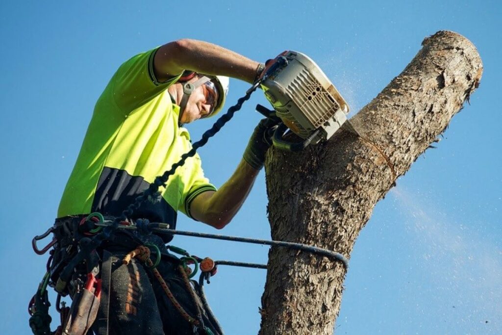 tree lopping