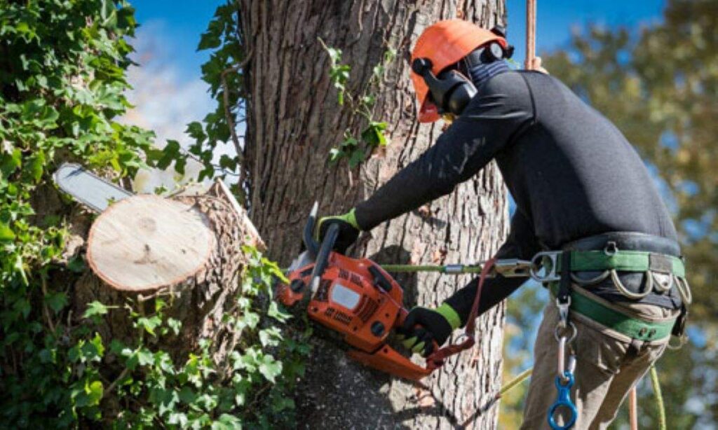 tree lopping