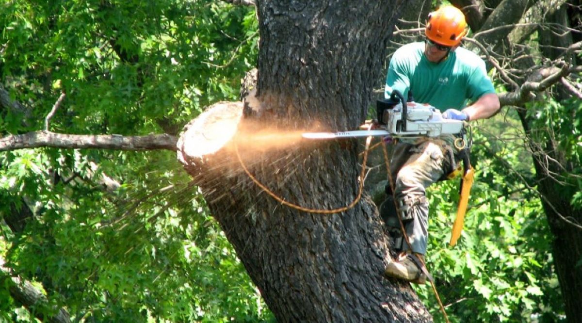 tree lopping