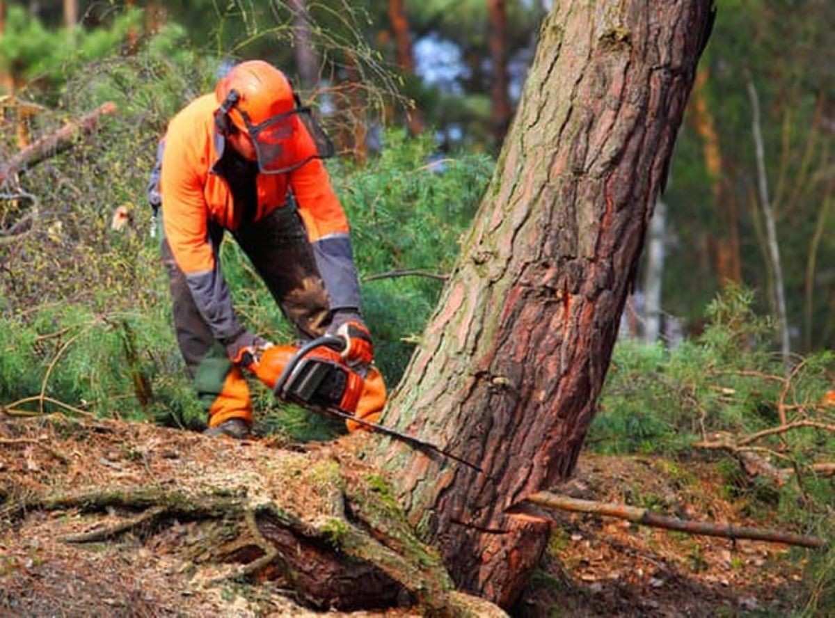 tree service cost to remove tree
