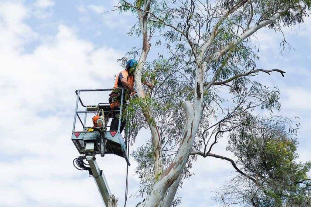 tree service cost to remove tree
